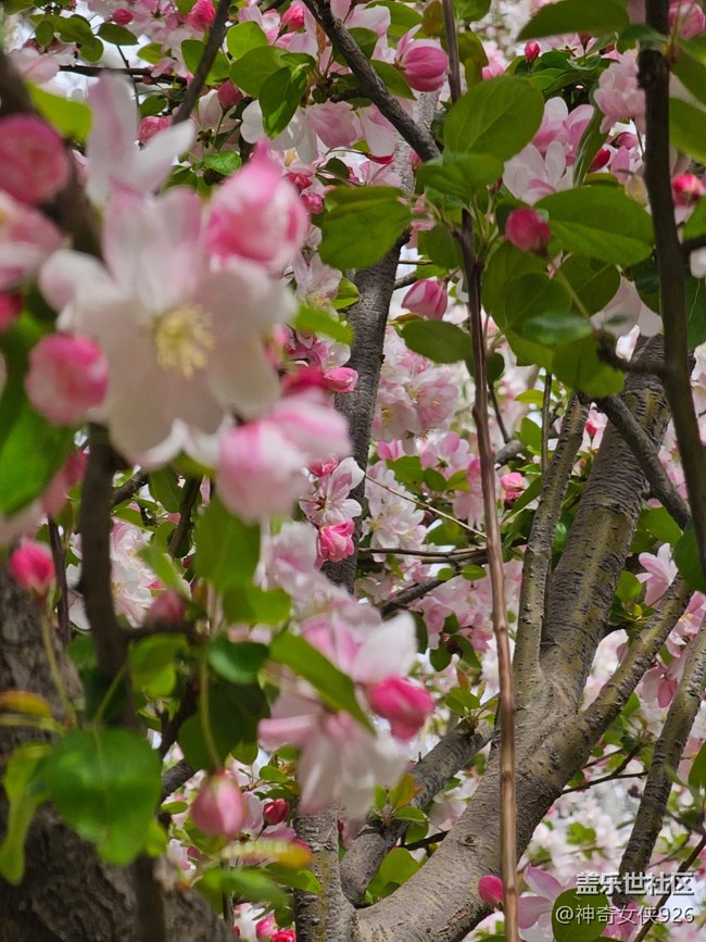 【拈花拾趣】花美
