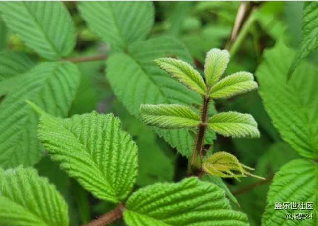 【春色撩人】野果