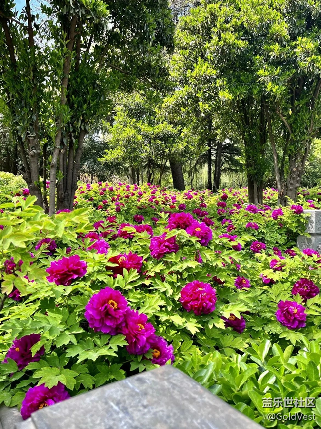 【春日盛景】洛陽牡丹甲天下