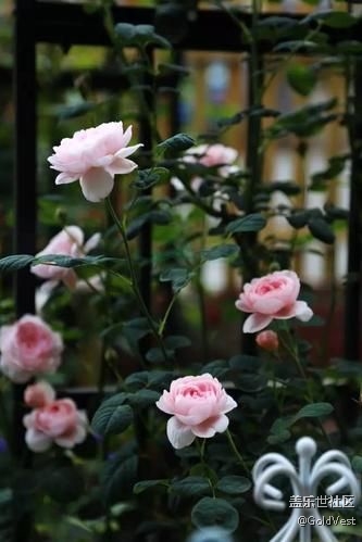 【春光爛漫ing】綠意與薔薇花海的浪漫邂逅