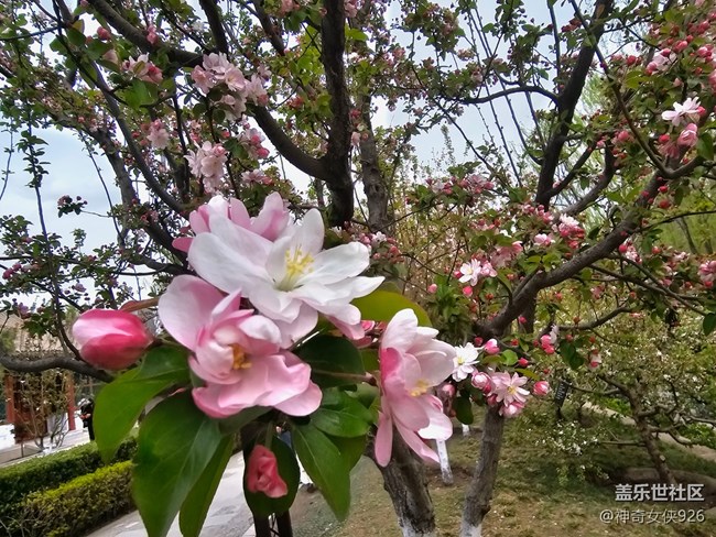 【拈花拾趣】春色