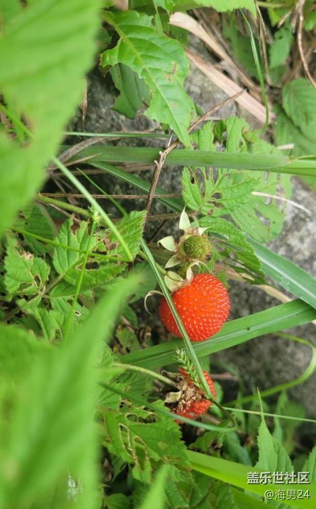 【春色撩人】野果