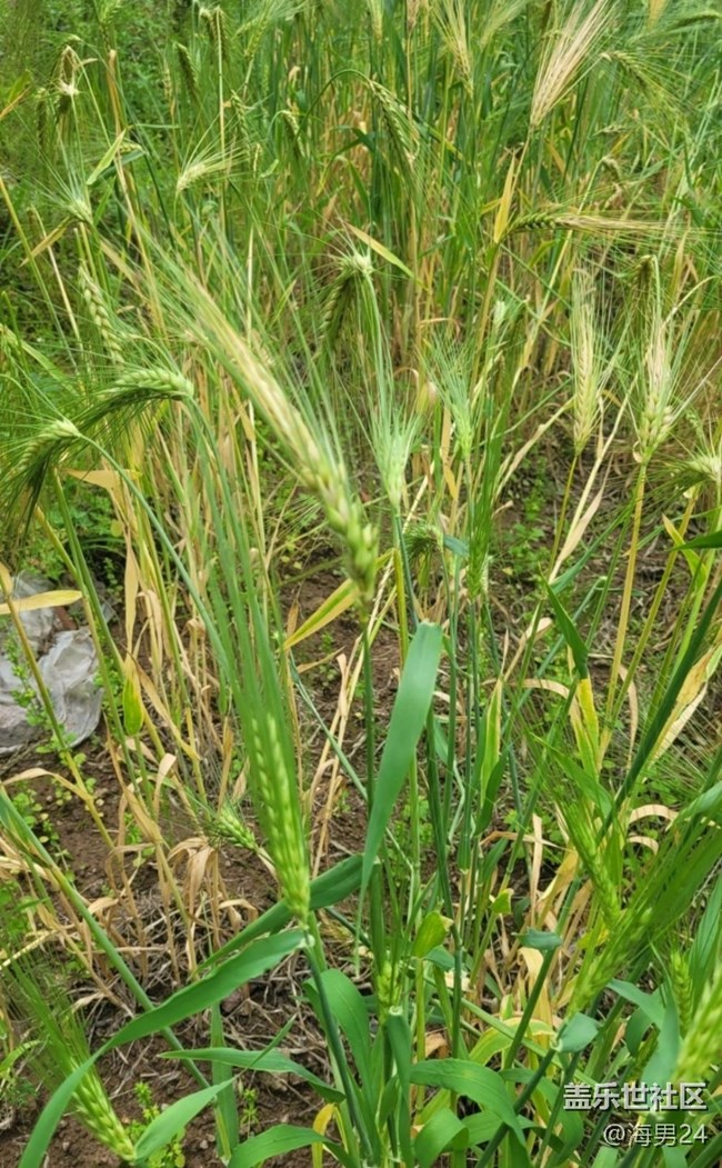 【春日盛景】穗滿