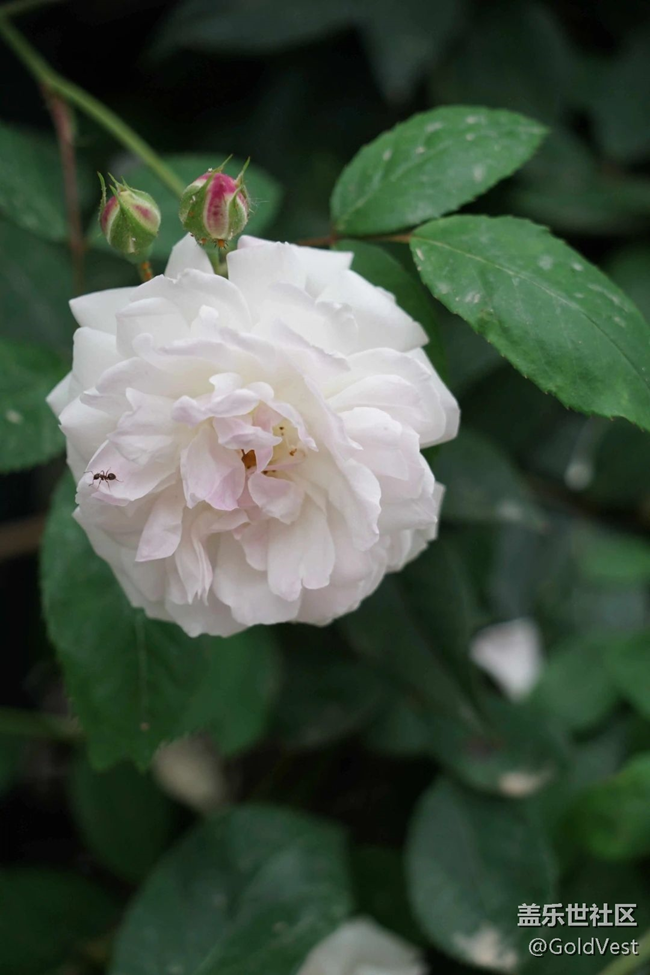 【春光爛漫ing】綠意與薔薇花海的浪漫邂逅