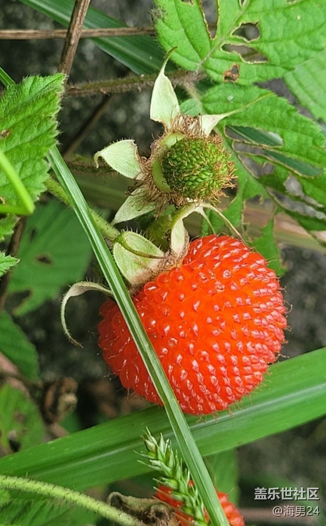 【春色撩人】野果