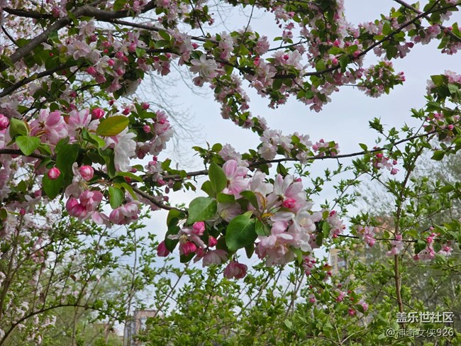 【拈花拾趣】花海