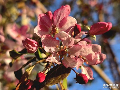 【拍有創(chuàng)意】+果樹紅花