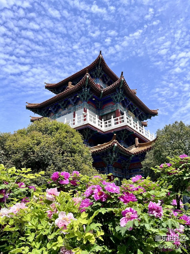 【春日盛景】洛陽牡丹甲天下