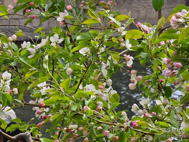 【拈花拾趣】花海