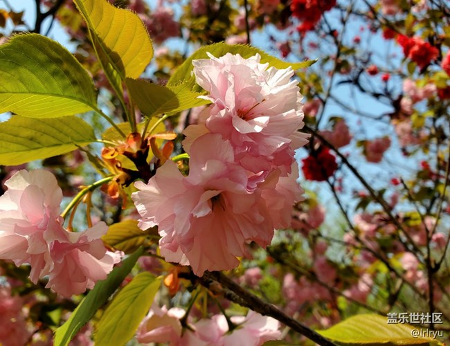 【春日像素解碼報(bào)告】+陽光下的春景