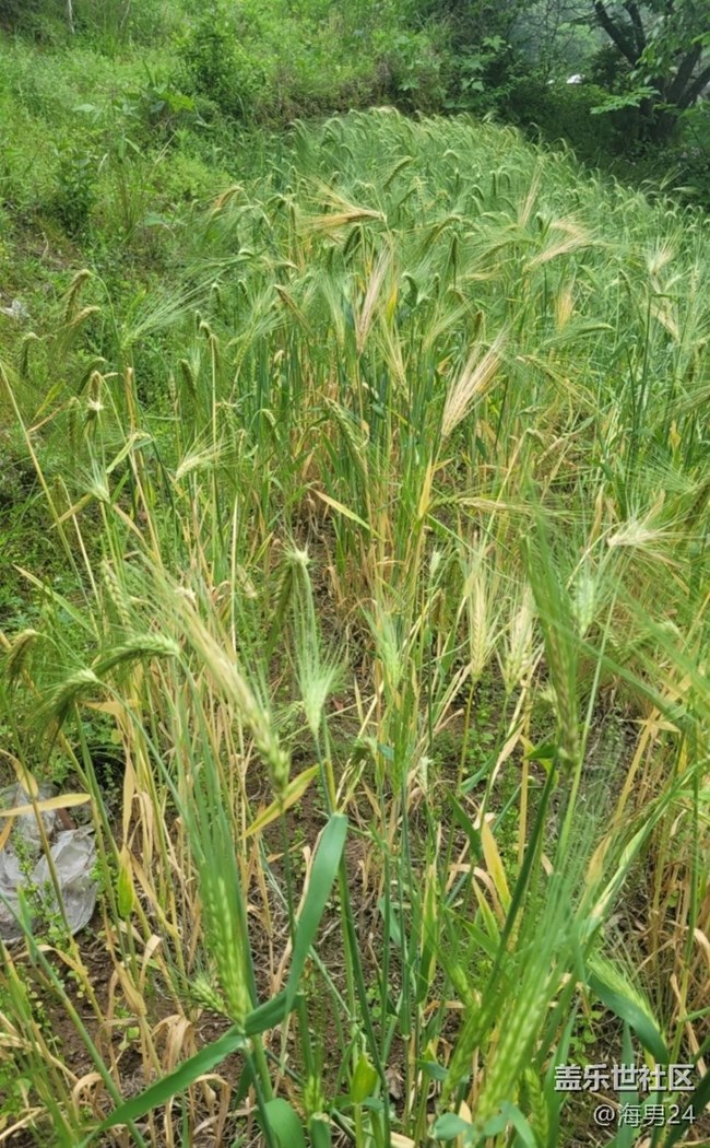 【春日盛景】穗滿