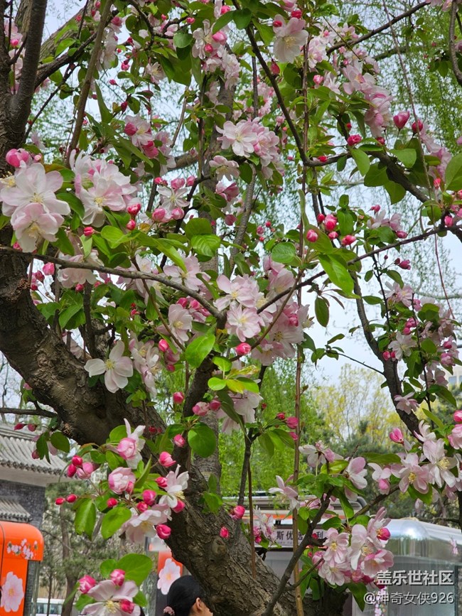 【拈花拾趣】花美