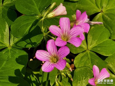 【拍有創(chuàng)意】花開(kāi)正好