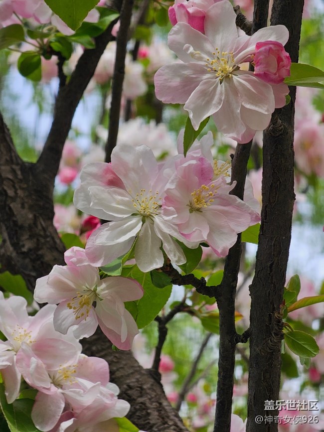 【拈花拾趣】花美