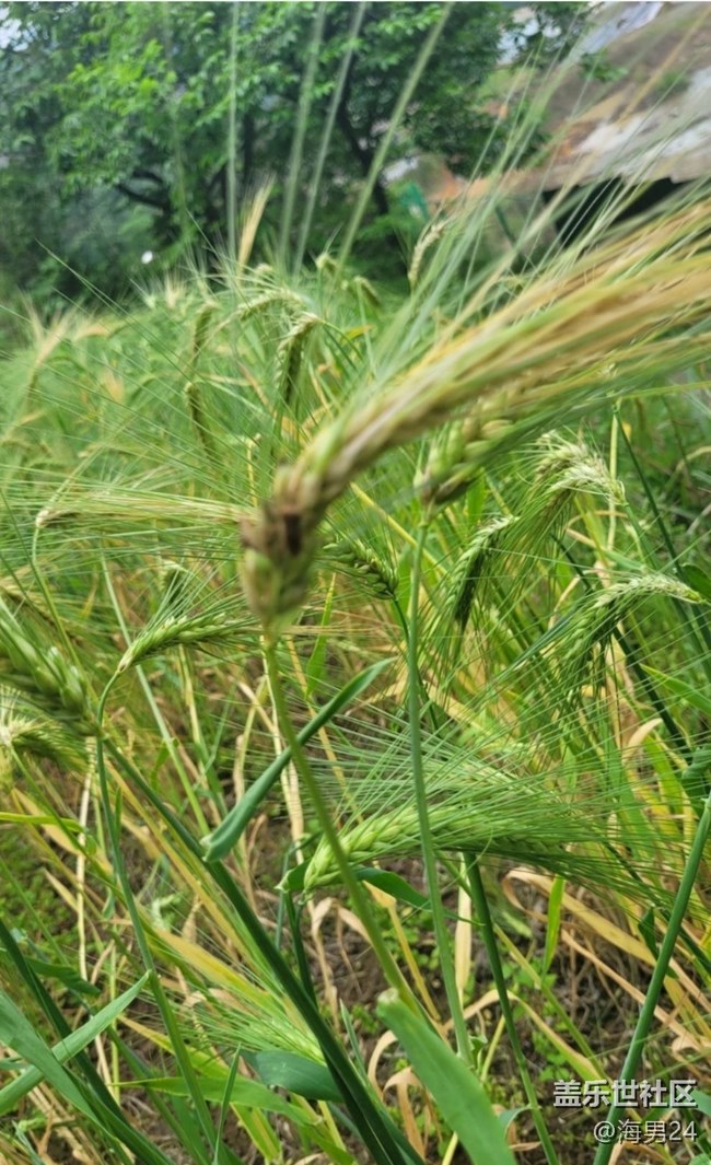 【春日盛景】穗滿