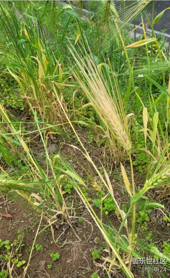 【春日盛景】穗滿