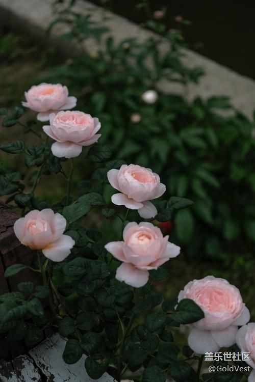 【春光爛漫ing】綠意與薔薇花海的浪漫邂逅