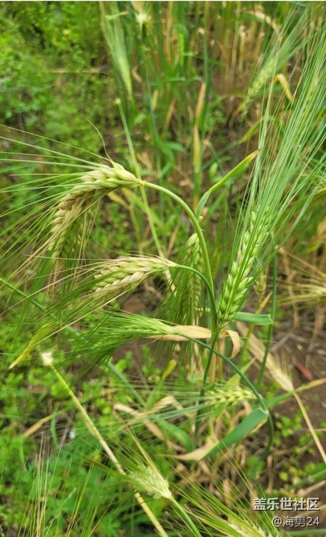 【春日盛景】穗滿