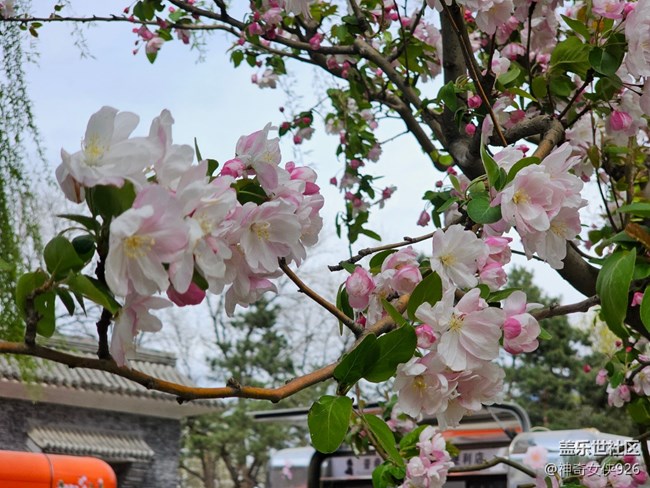 【拈花拾趣】柳伴海棠