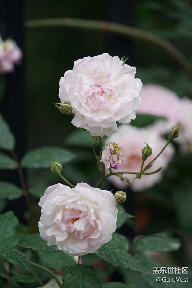 【春光爛漫ing】綠意與薔薇花海的浪漫邂逅