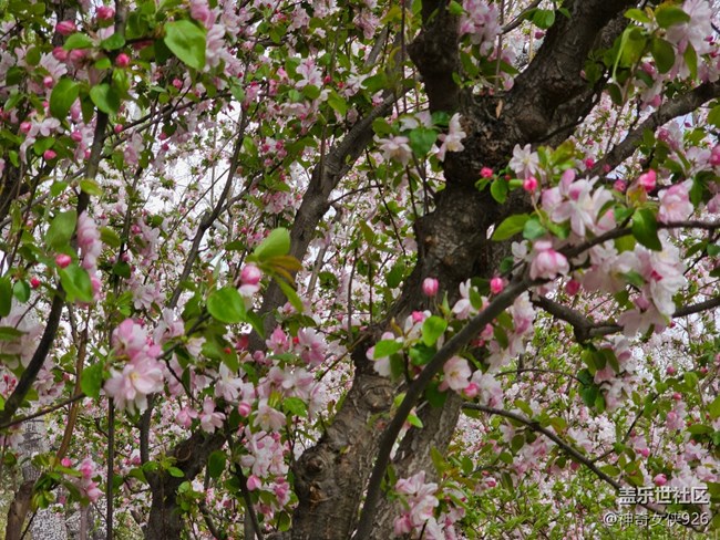 【拈花拾趣】花海