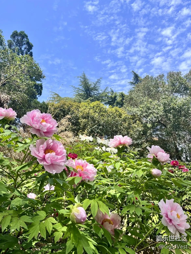 【春日盛景】洛陽牡丹甲天下