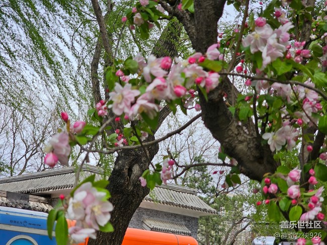 【拈花拾趣】花海