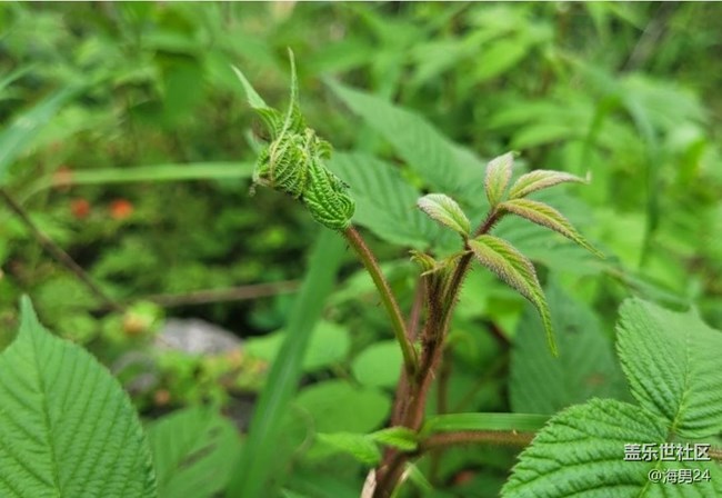 【春色撩人】野果