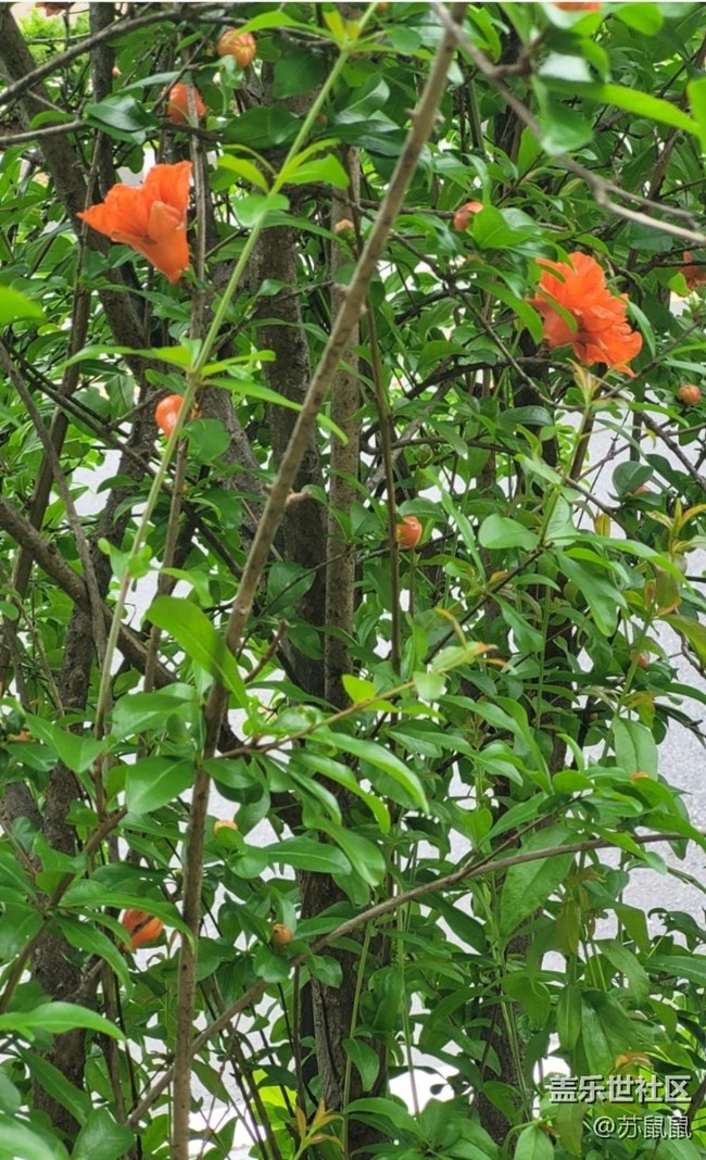 【春日盛景】石榴