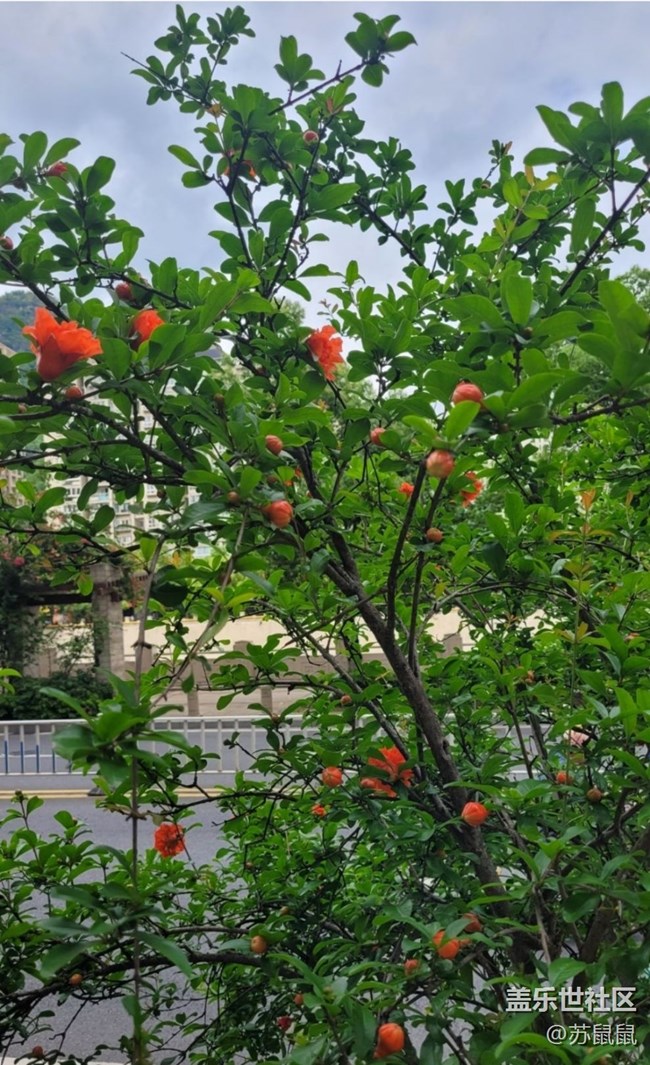 【春日盛景】石榴