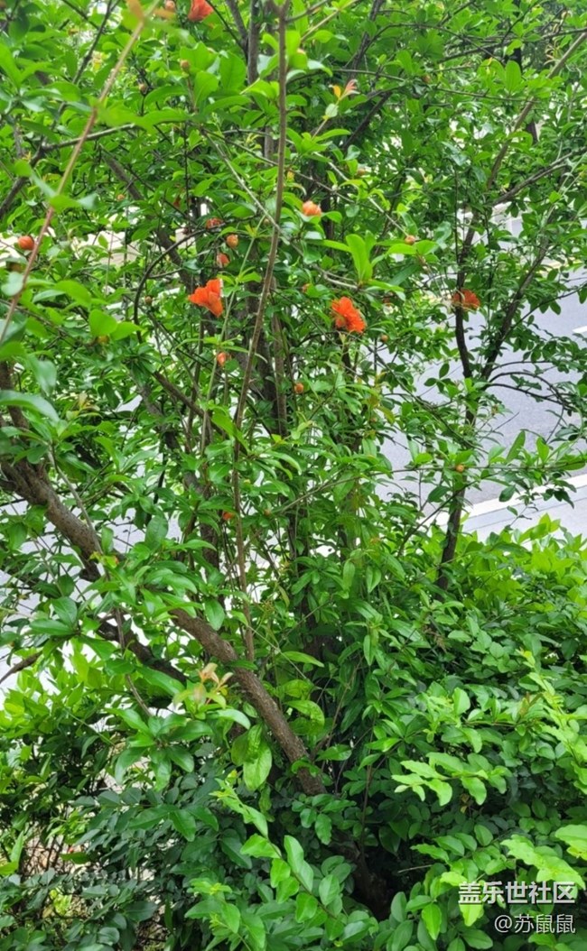 【春日盛景】石榴