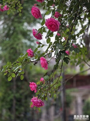 花開的季節(jié)