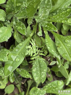【拍有創(chuàng)意】+雨后露珠