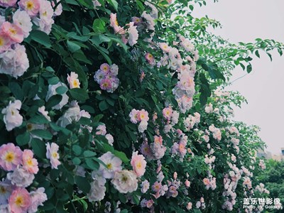 月季與薔薇的季節(jié)