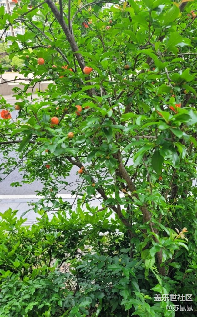 【春日盛景】石榴