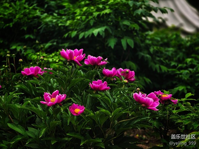 上海星部落4月19日牡丹園線下攝影活動(dòng)回顧帖