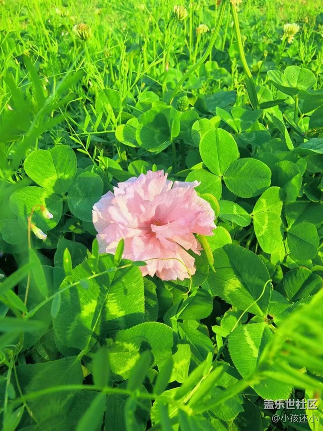 【Galaxy影像】#踏青+櫻花