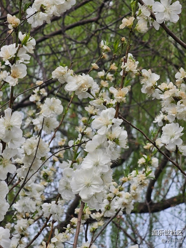【拈花拾趣】白李花開(kāi)