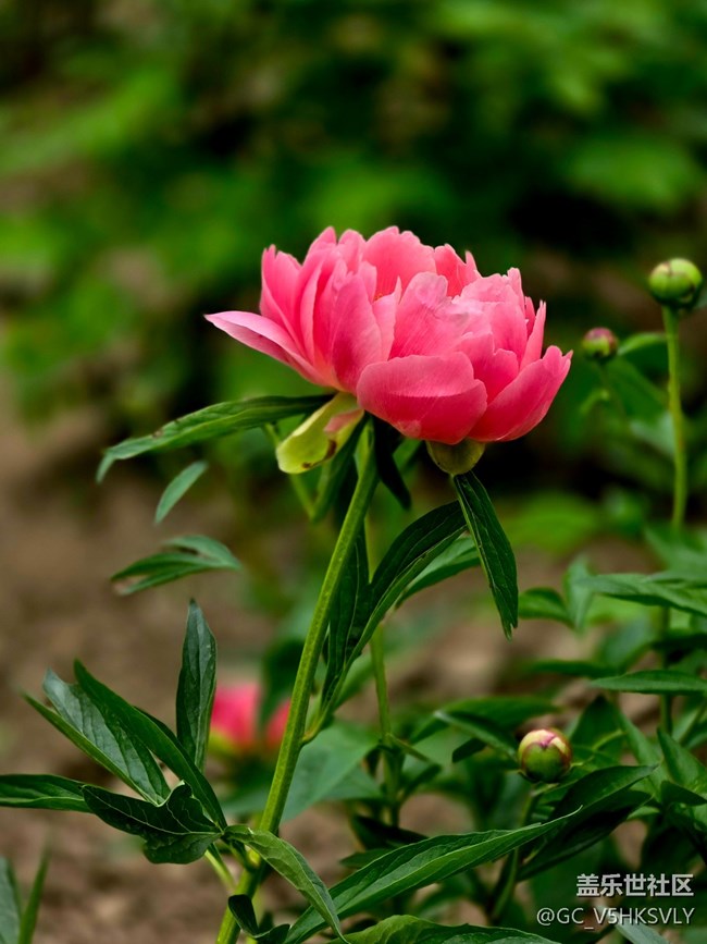 【牡丹園線下攝影活動】+三星手機(jī)的色彩表現(xiàn)力