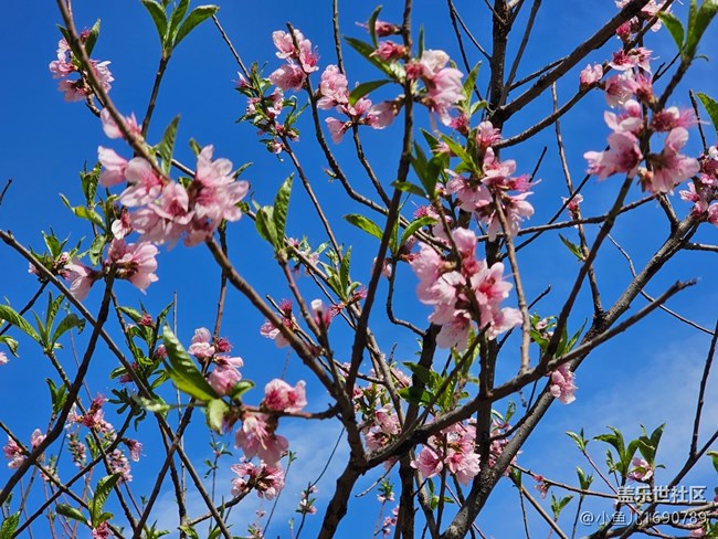 【拈花拾趣】風(fēng)景