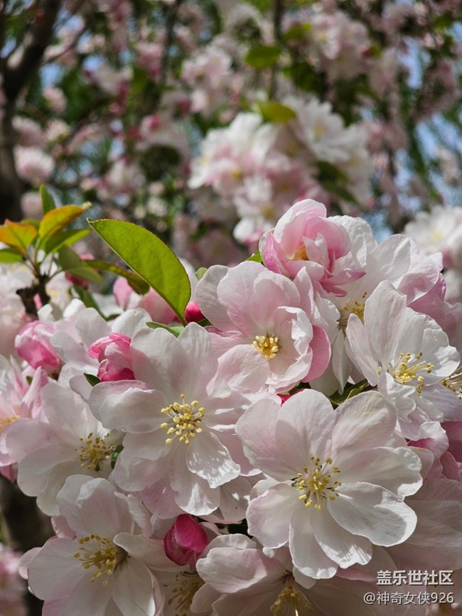 【拈花拾趣】芯花怒放