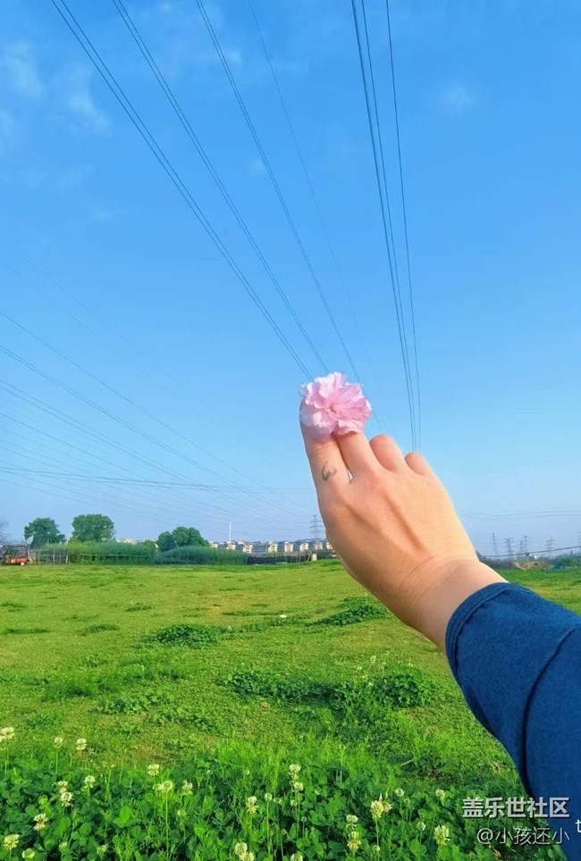 【Galaxy影像】#踏青+櫻花