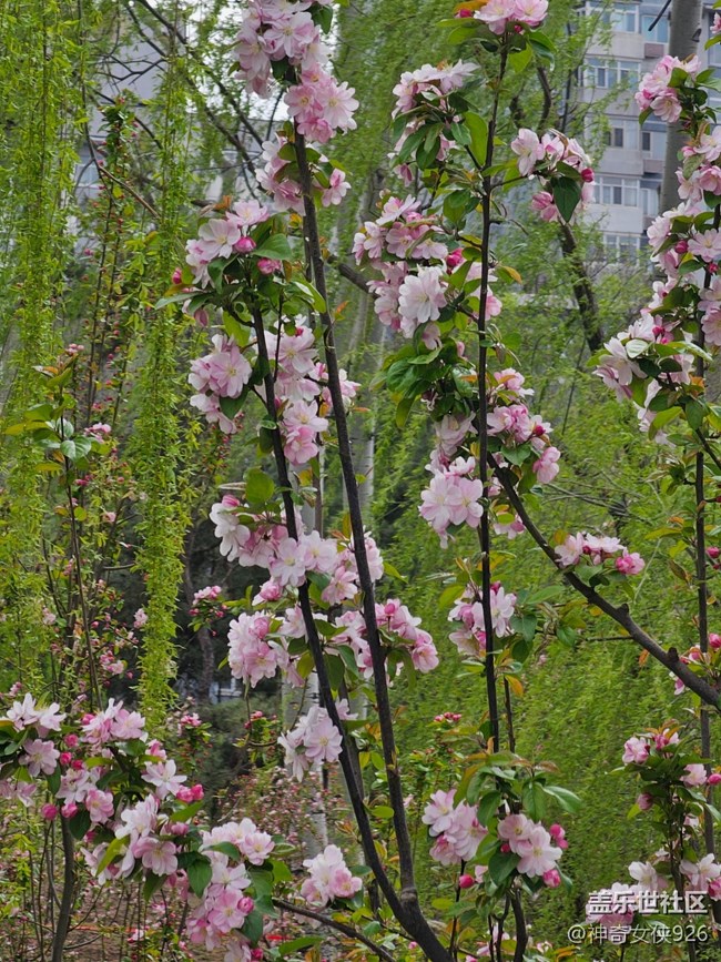 【拈花拾趣】粉黛