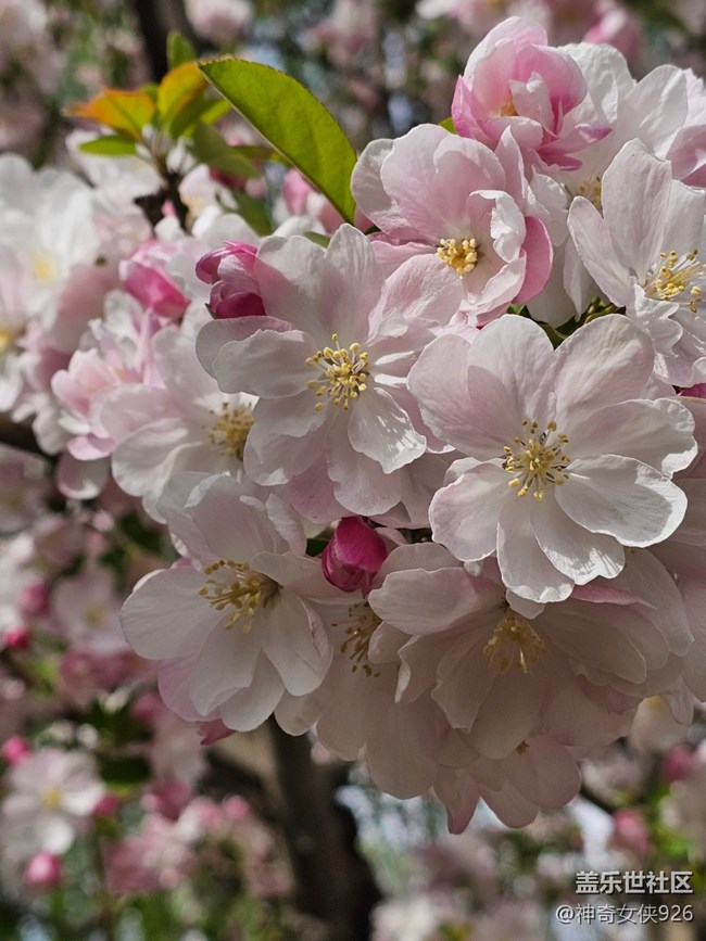 【拈花拾趣】芯花怒放