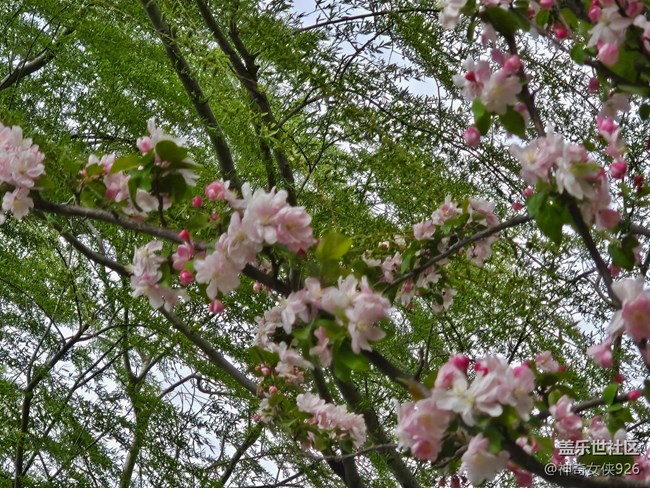 【拈花拾趣】繁花似錦
