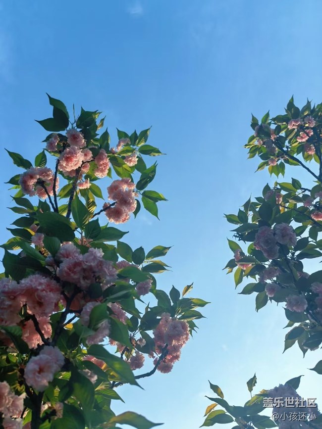 【Galaxy影像】#踏青+櫻花