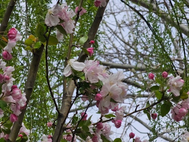 【拈花拾趣】點紅