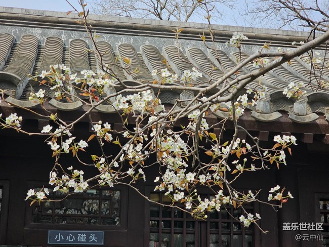 【拈花拾趣】初見