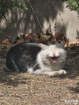 【拍有創(chuàng)意】+猛虎咆哮