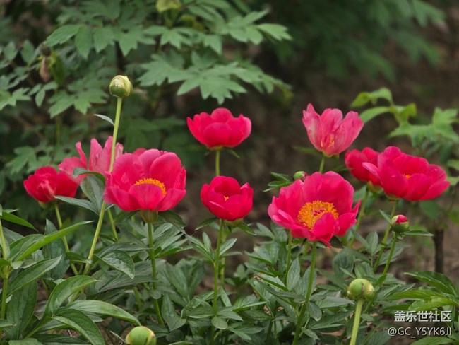 【牡丹園線下攝影活動(dòng)】+花開富貴